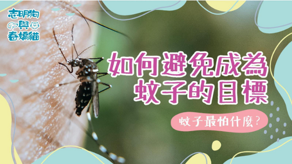 蚊子最怕什麼?何避免成為蚊子的目標