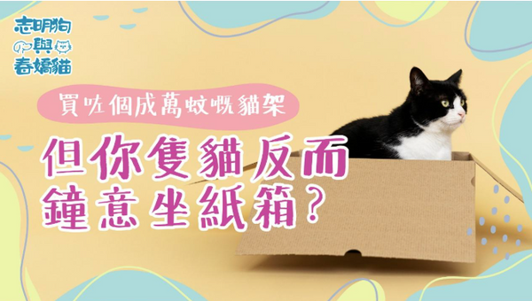 買咗個成萬蚊嘅貓架,但你隻貓反而鐘意坐紙箱?