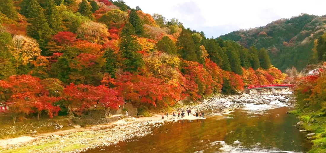 【日本 | 行程&體驗】 日本・名古屋出發|虎溪山永保寺香嵐溪櫻花楓葉一日遊|虎溪山永保寺+豐田小原四季櫻節+香嵐溪|中文司兼導遊