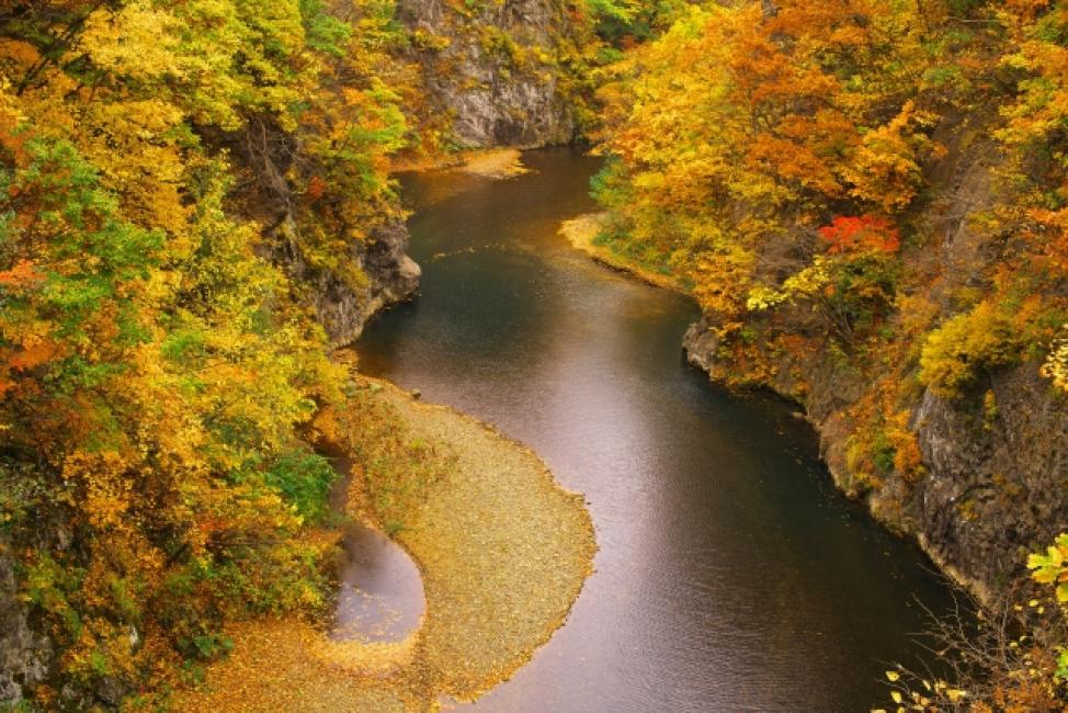 【日本 | 行程&體驗】【2024年紅葉季】日本|北海道賞楓|定山溪紅葉—豐平峽—余市NITORI觀光果園採果—清酒試飲—小樽運河|札幌出發