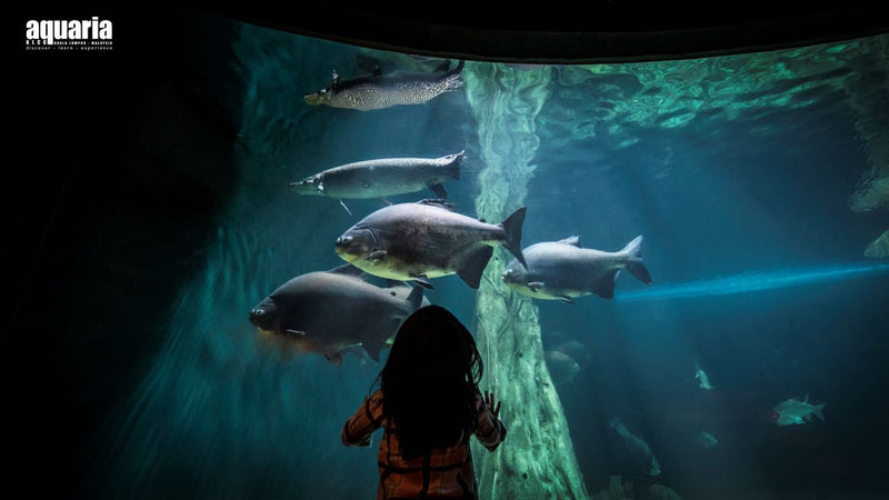 【馬來西亞 | 主題公園】吉隆坡城中城水族館 + 成功時代廣場主題樂園門票