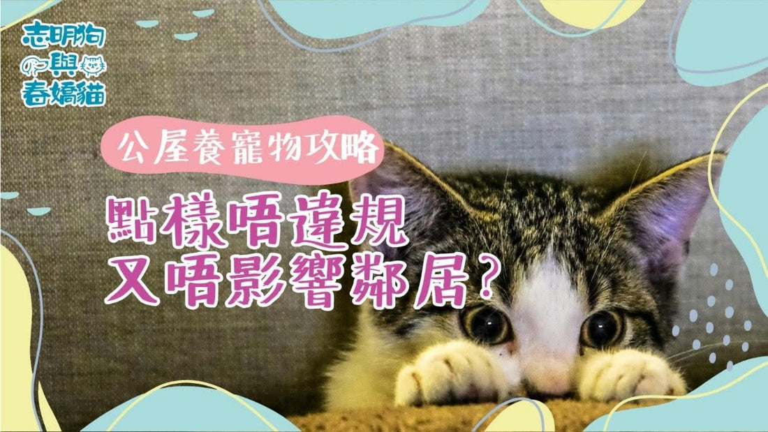 公屋養寵物攻略：點樣唔違規又唔影響鄰居？