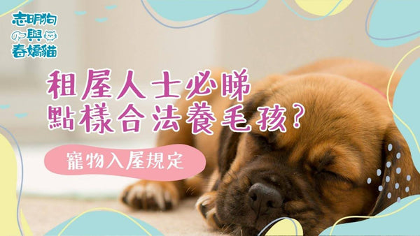 寵物入屋規定｜租屋人士必睇，點樣合法養毛孩？