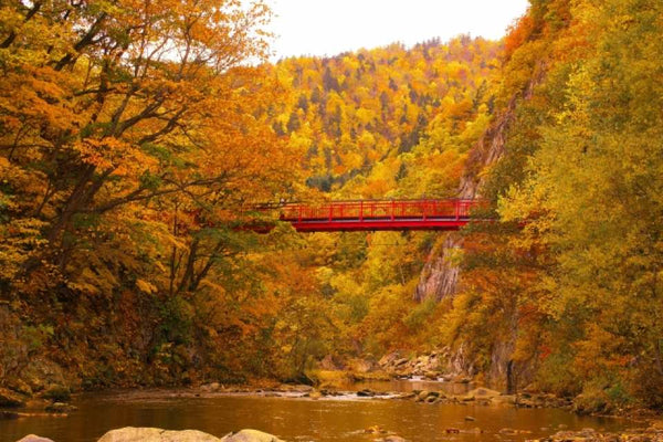 【日本｜行程＆體驗】【含 1 人成團方案】北海道賞楓｜定山溪紅葉＆豐平峽電氣巴士＆余市NITORI觀光果園採果＆田中酒造 亀甲蔵清酒試飲＆小樽運河｜札幌出發