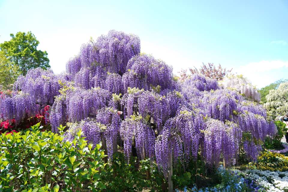 【日本｜行程＆體驗】【含 1 人成團方案】日立海濱公園粉蝶花海＆足利花卉公園紫藤花隧道賞花一日遊｜東京銀座出發