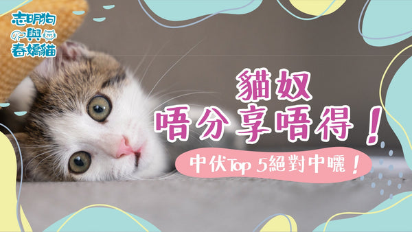 貓奴唔分享唔得！中伏Top 5 絕對中曬！