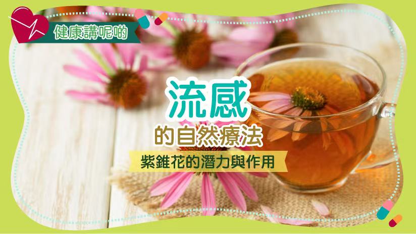 流感的自然療法：紫錐花的潛力與作用