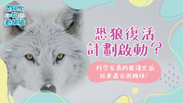 恐狼復活計劃啟動？科學家真的能讓史前掠食者重返地球？