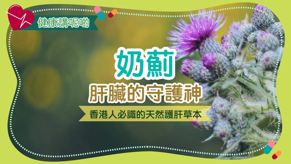 奶薊：肝臟的守護神！香港人必識的天然護肝草本