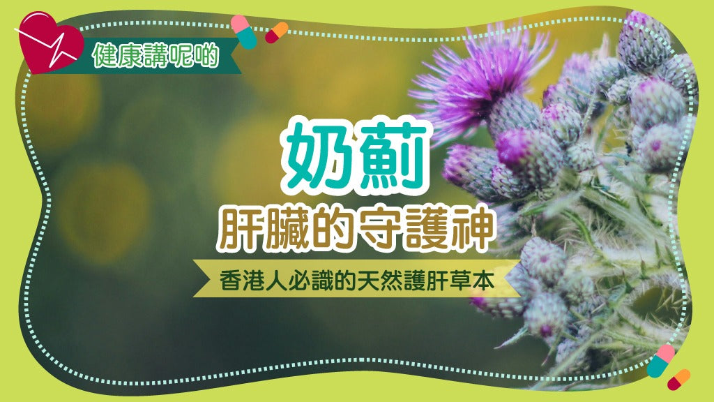 奶薊：肝臟的守護神！香港人必識的天然護肝草本
