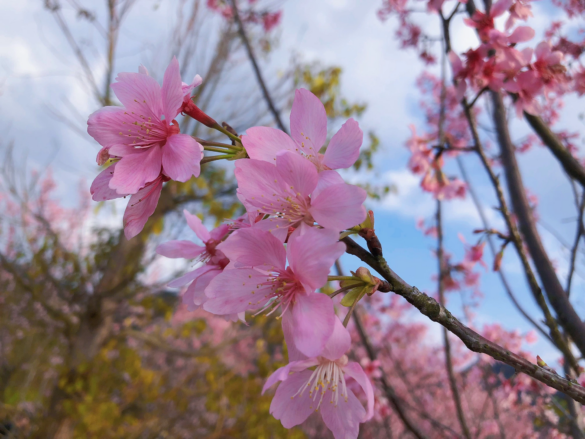 【深圳賞花懶人包2025】近距離賞粉黛花海、七層簕杜鵑瀑布、櫻花大道｜地址＋交通一次睇晒