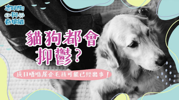 貓狗都會抑鬱？成日唔喺屋企毛孩可能已經出事！