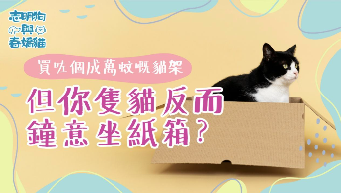 買咗個成萬蚊嘅貓架，但你隻貓反而鐘意坐紙箱？