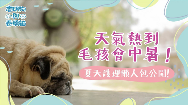 天氣熱到毛孩會中暑！夏天護理懶人包公開！