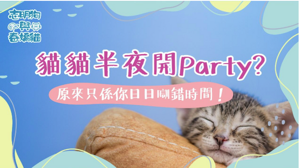 貓貓半夜開Party？原來只係你日日瞓錯時間！