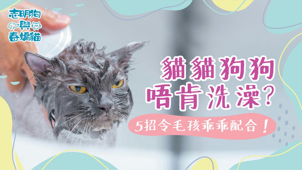 貓貓狗狗唔肯沖涼？5招令毛孩乖乖配合！