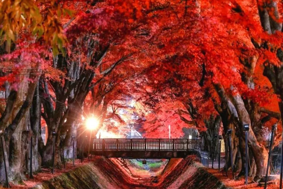 【日本｜行程＆體驗】【富士山一日遊|買一送一】新倉山淺間公園&西湖療愈裡根場&忍野八海&河口湖|含合掌村入場券