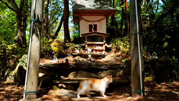 【日本 | BLOG】貓迷的神社朝聖之旅：日本8大貓主題神社完整指南
