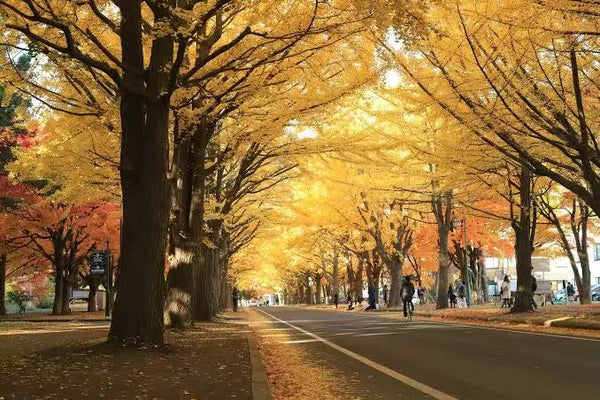 【札幌】國泰航空來回連稅$3,756起！1至3月出發，去睇雪祭都啱！