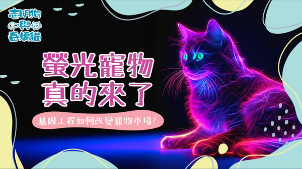 螢光寵物真的來了！基因工程如何改變寵物市場？