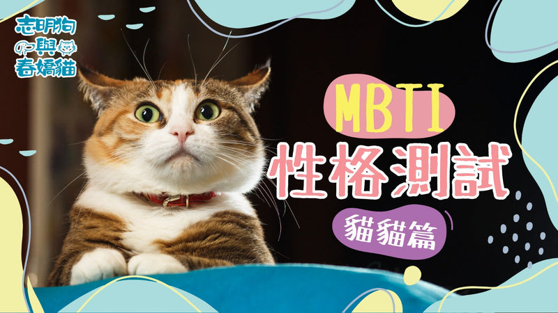 🐱 解密你家主子的性格密碼！【貓界的MBTI測試!】