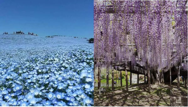 【日本｜行程&體驗】茨城 Hitachi Seaside Park 齋藤早春搜尋｜粉蝶花海＋海濱漫步一日遊