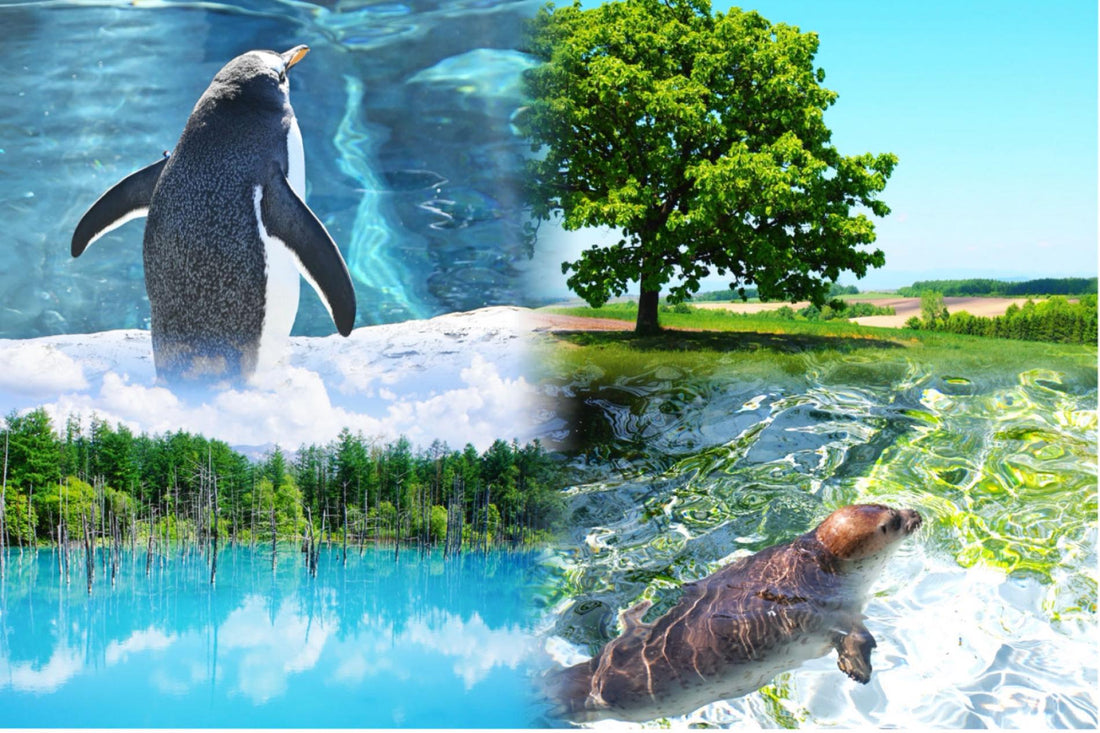 【日本｜行程＆體驗】北海道｜旭山動物園 & 美瑛/富良野一日遊 (札幌出發/中英文導遊)