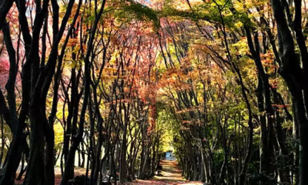 【日本｜北九州自然花海＋懷舊風情一日遊】探訪 河內藤園 及 門司港復古街區（由北九州出發）【含 1 人成團方案】【賞楓季限定】