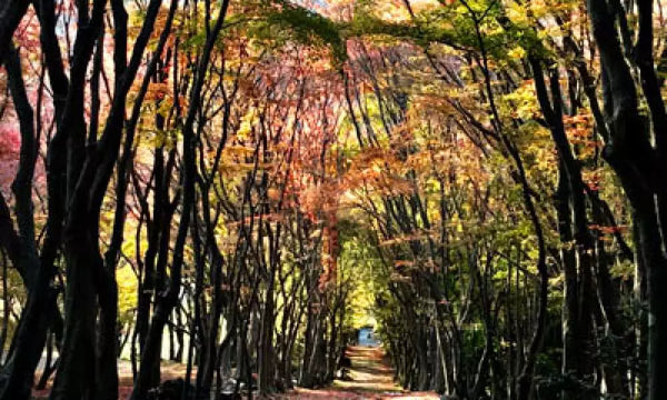 【日本｜北九州自然花海＋懷舊風情一日遊】探訪 河內藤園 及 門司港復古街區（由北九州出發）【含 1 人成團方案】【賞楓季限定】