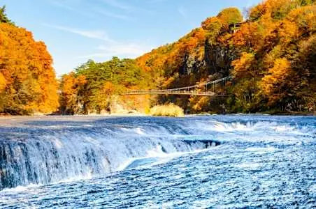 【日本｜行程&體驗】東京出發一日遊｜群馬玉原薰衣草園／掃帚草紅葉＋松葉蟹豪華午餐＋小江戶川越散策