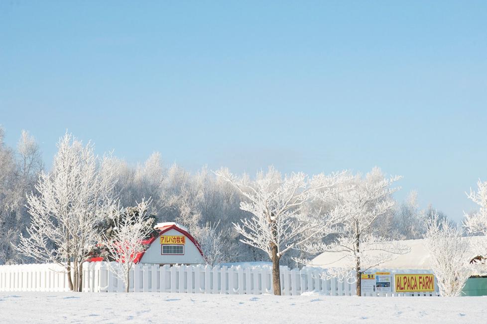 【日本｜行程&體驗】札幌出發一日遊｜旭川市旭山動物園＋美瑛青池／富良野 蒲公英花田