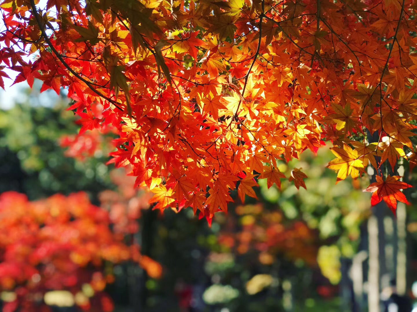 【日本｜行程＆體驗】【2025年紅葉季】中部賞楓一日遊｜虎溪山永保寺｜香嵐溪楓葉｜粉色四季櫻｜名古屋出發