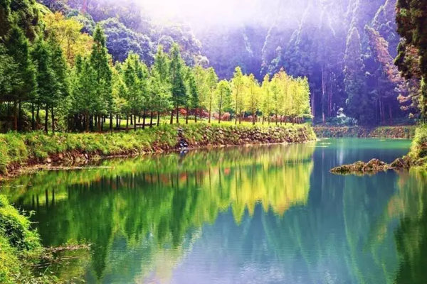 【台灣｜行程&體驗】臺中出發一日遊｜大崙山觀光茶園＋德興瀑布＋步馬花園