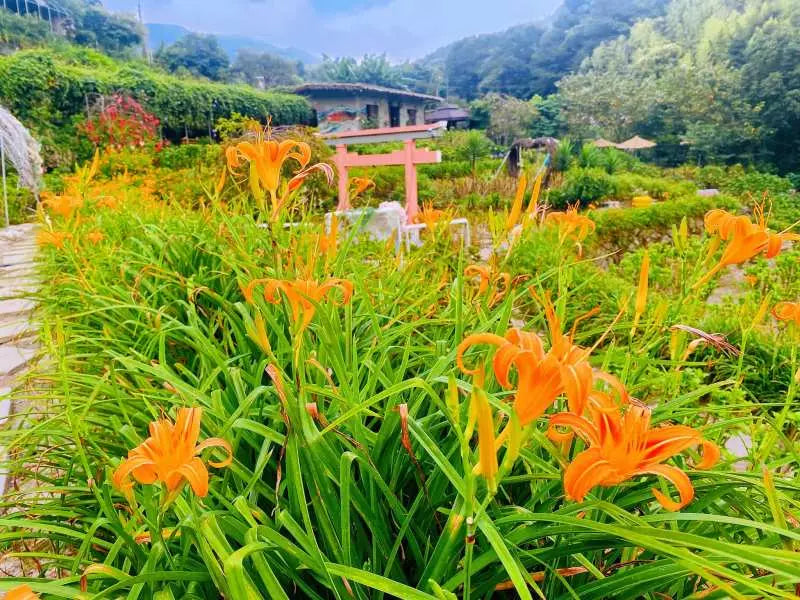 【台灣｜台北陽明山一日遊】走訪擎天崗草原・竹子湖海芋・小油坑地熱景觀＋北投溫泉輕悠遊(2人成團)