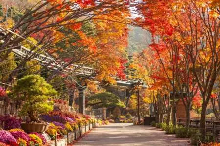 【韓國｜行程&體驗】首爾出發一日遊｜京畿道（華鐵戰森林公園＋光明洞窟＋韓式冰淇淋文化）