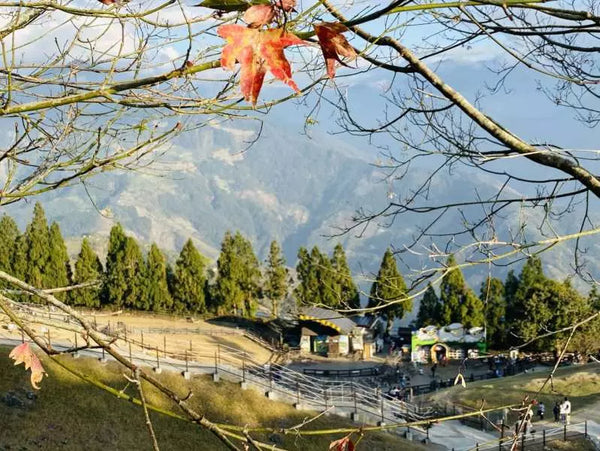 【台灣｜台中出發經典一日遊】日月潭＆清境農場深度漫遊【1人成團】