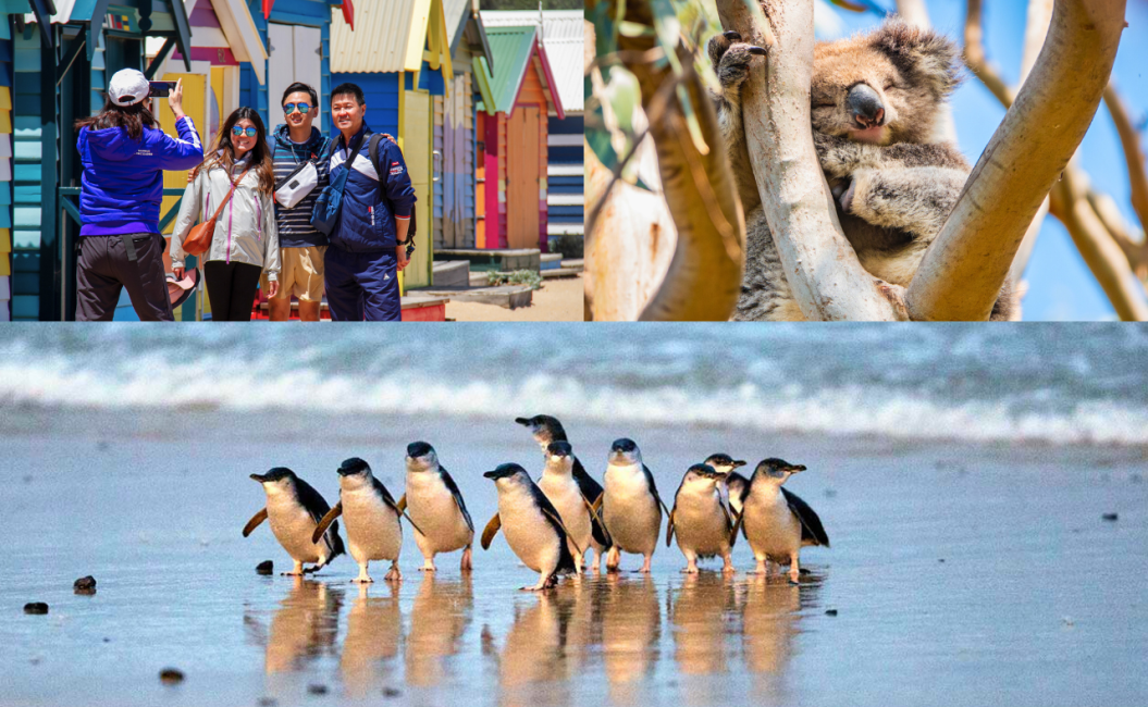 【澳洲｜行程&體驗】墨爾本出發一日遊｜Phillip Island 小企鵝歸巢＋Moonlit Sanctuary Wildlife Conservation Park＋海岸景觀