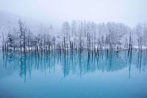 【日本｜行程&體驗】札幌／美瑛 青い池冬季夢幻燈光遊＋白鬚瀑布＋ Ningle Terrace輕旅